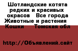 Шотландские котята редких и красивых  окрасов - Все города Животные и растения » Кошки   . Томская обл.